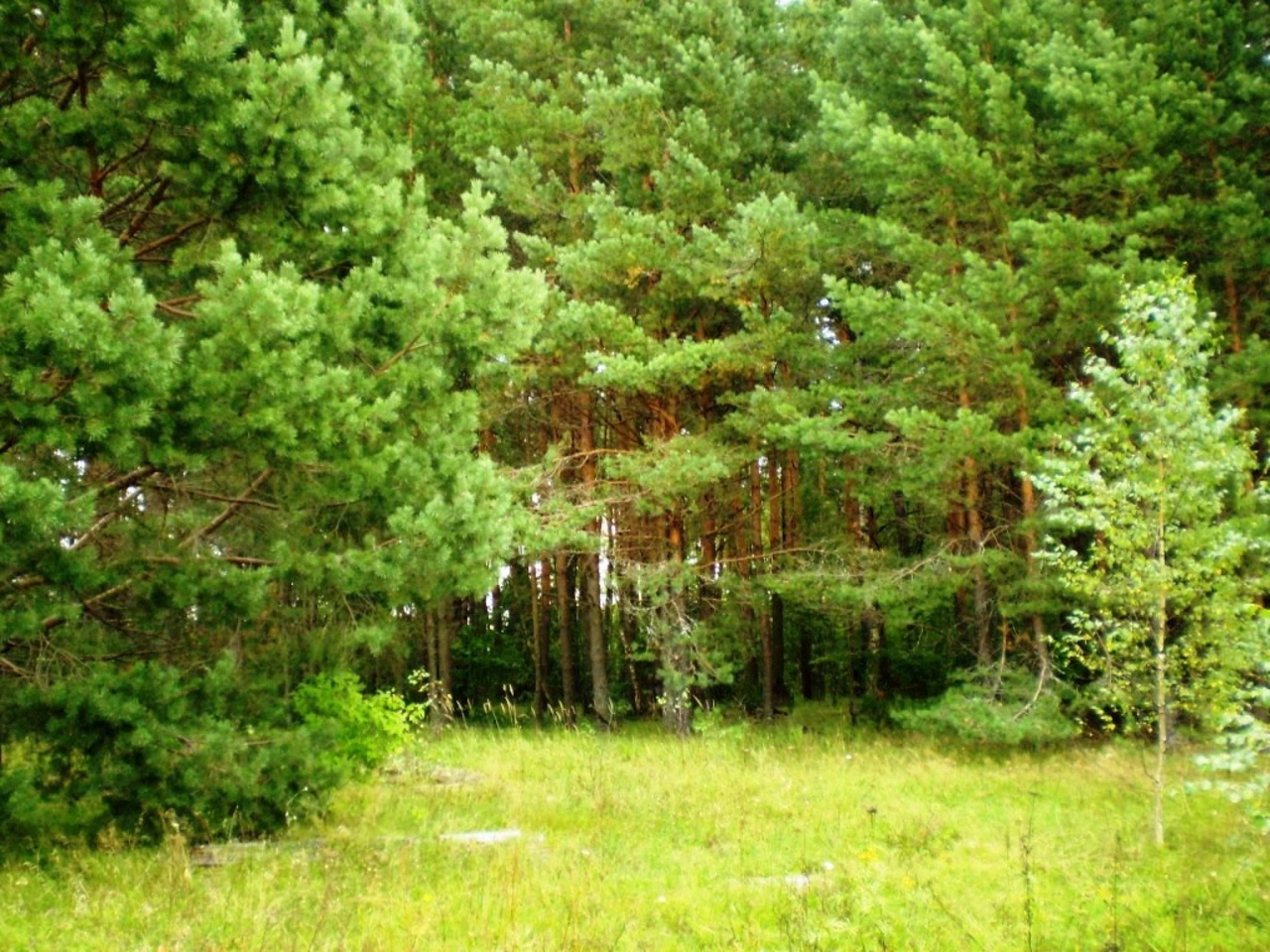 Фото молодой сосны в лесу
