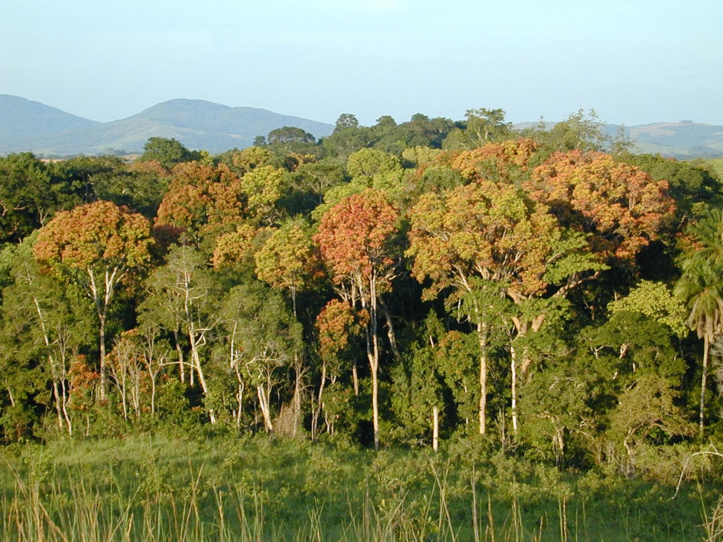 Экваториальный лес Западная Африка