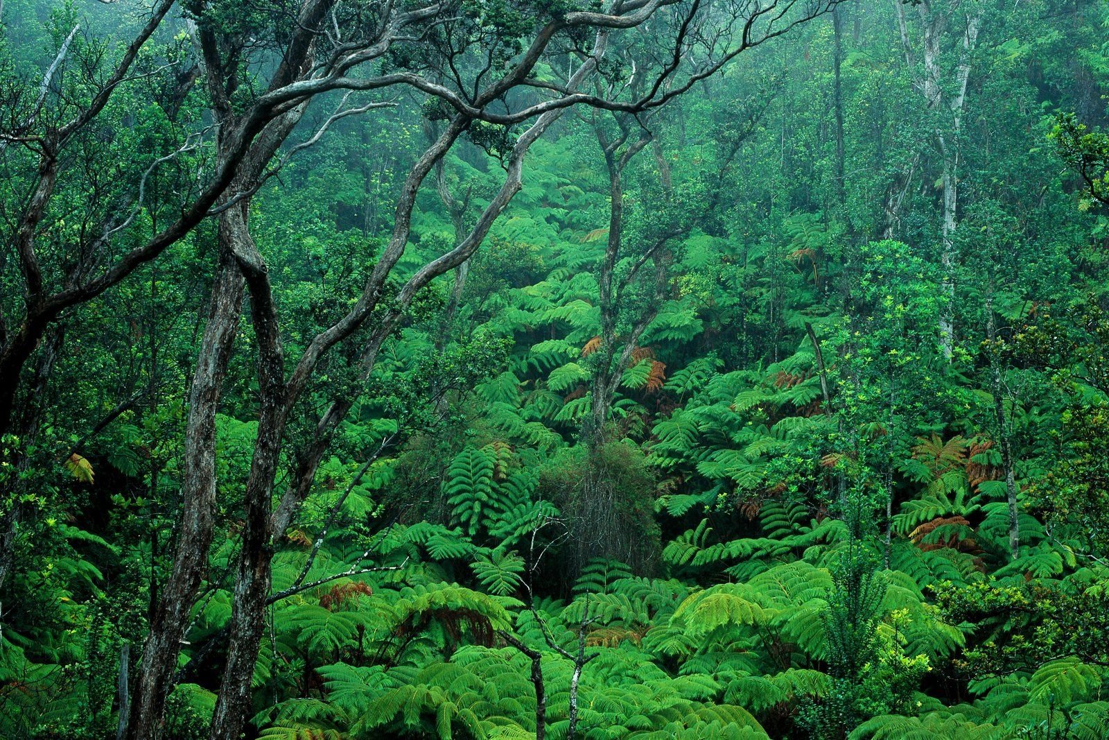 Гавайи тропический лес сверху