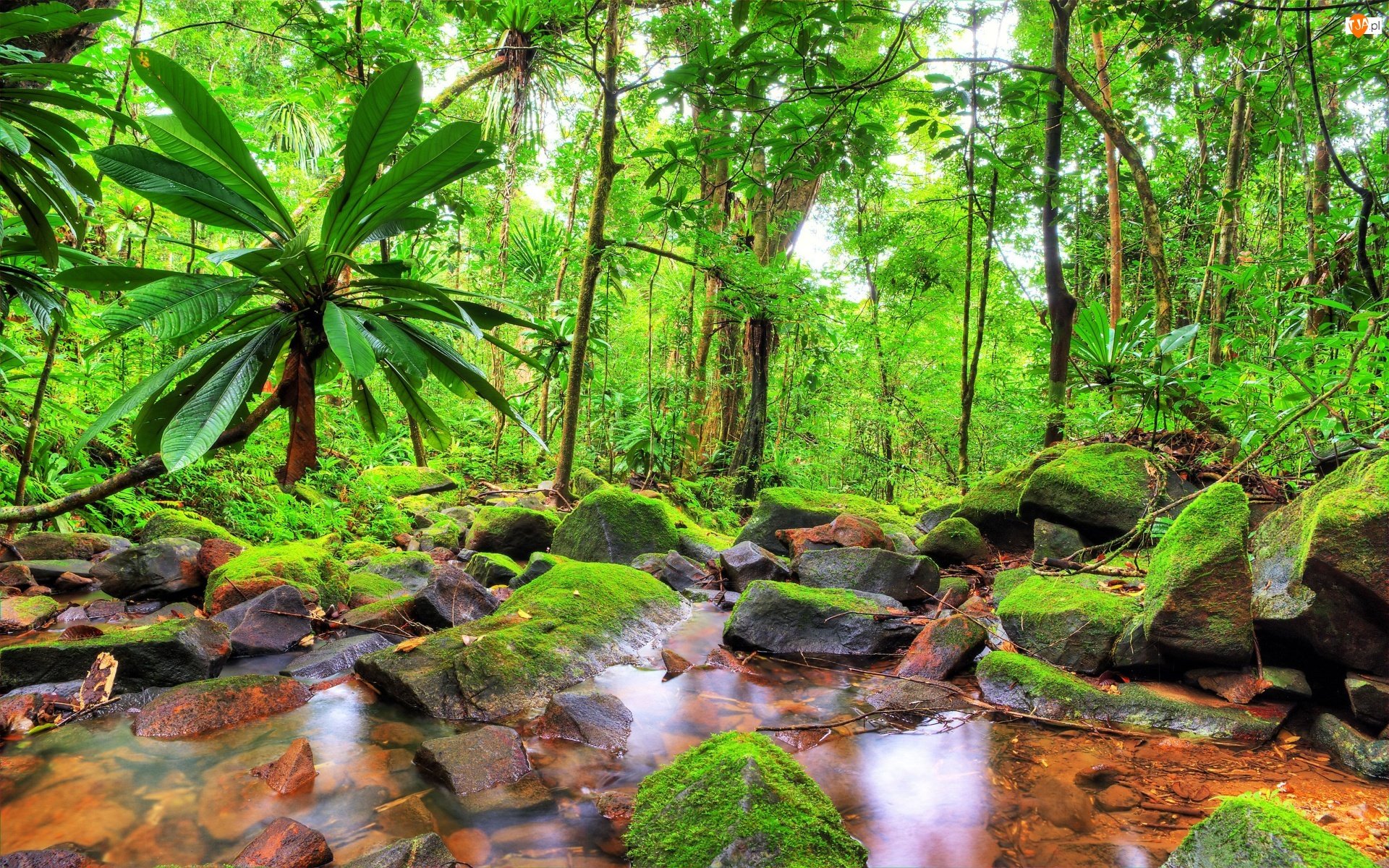 тайланд лес