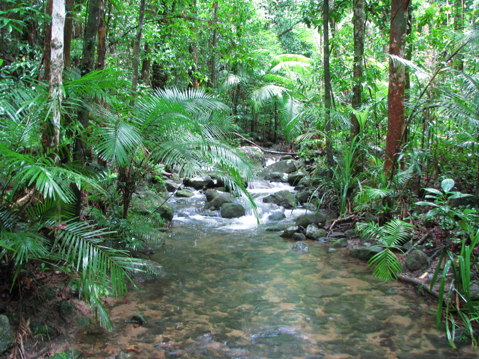 Природная зона влажные экваториальные тропические леса