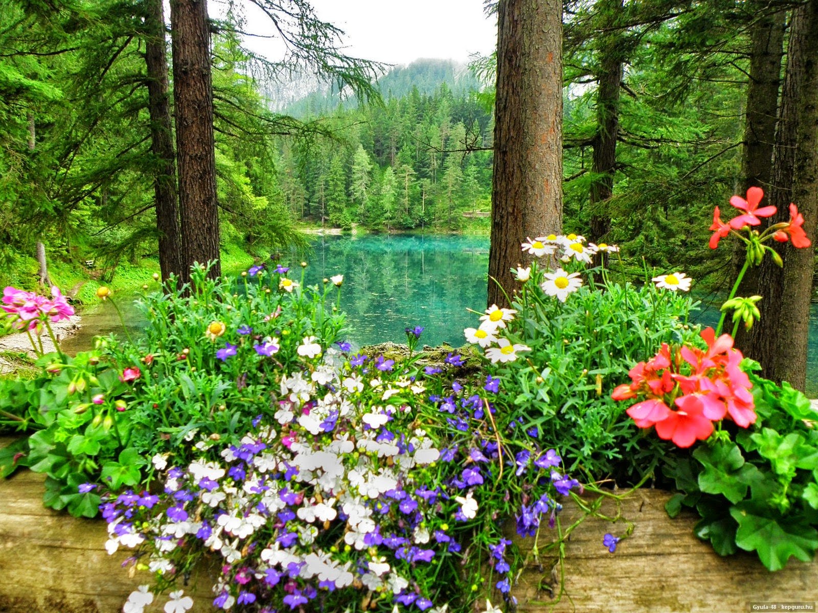 Лес озеро цветы