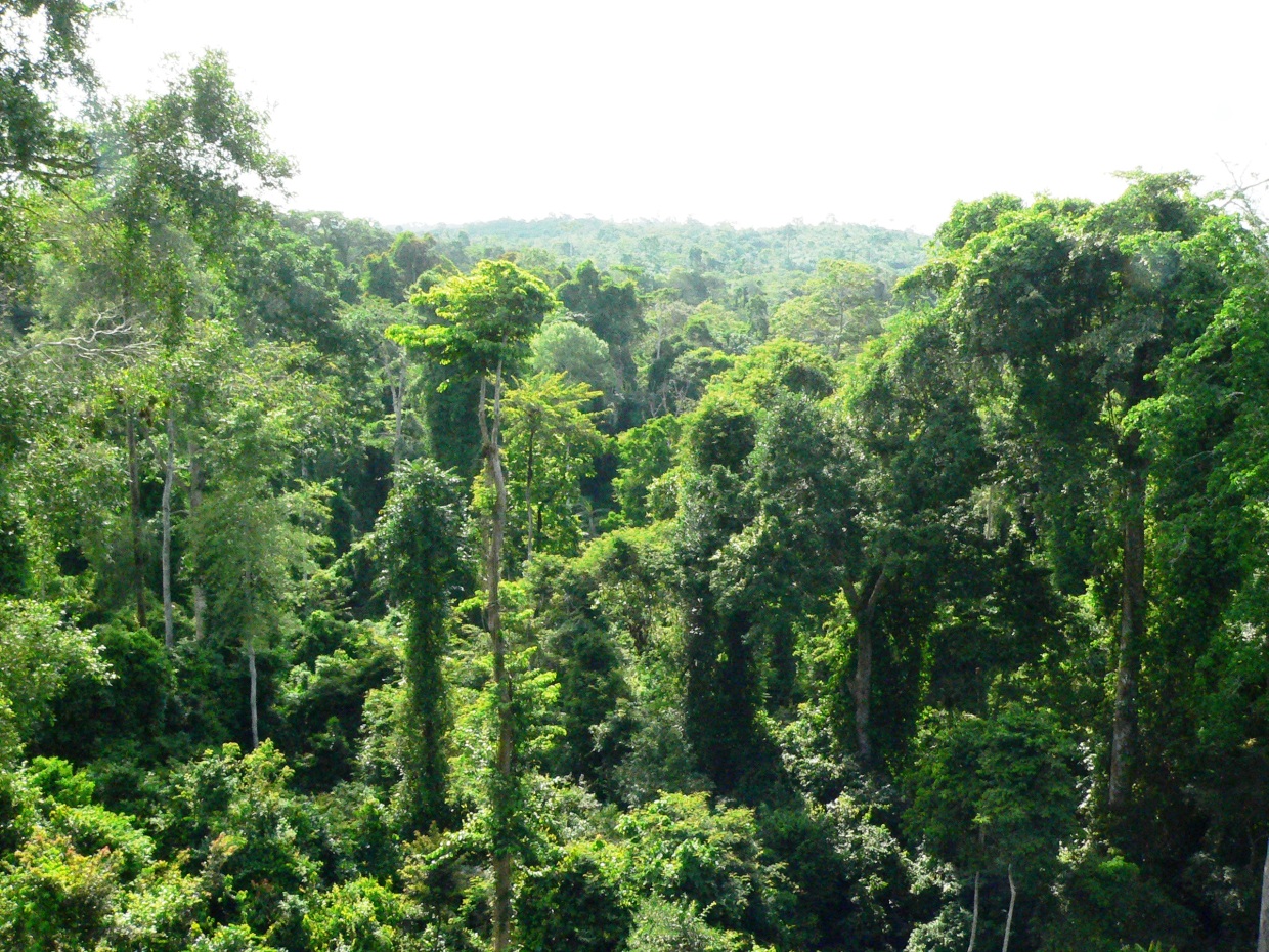 Нигерия леса