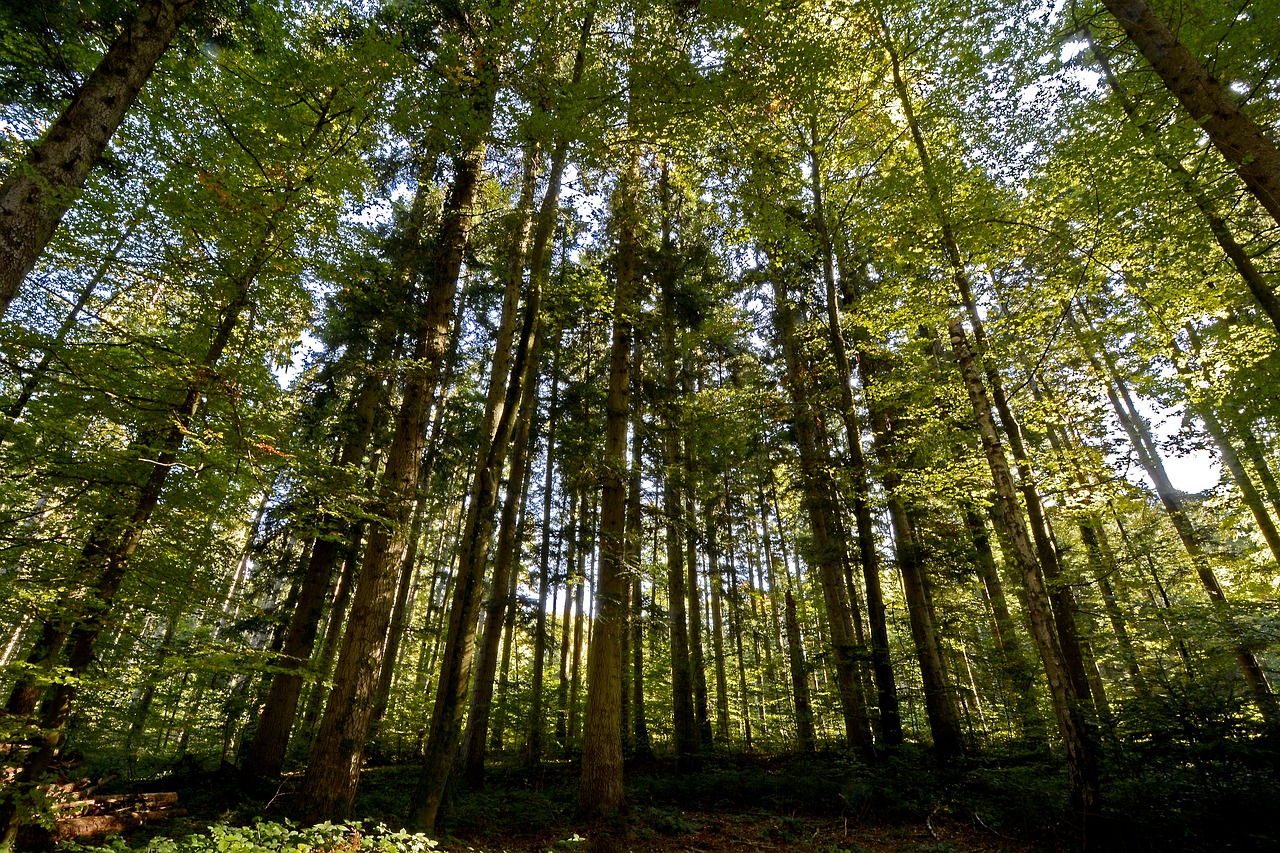 Невысокие деревья в лесу