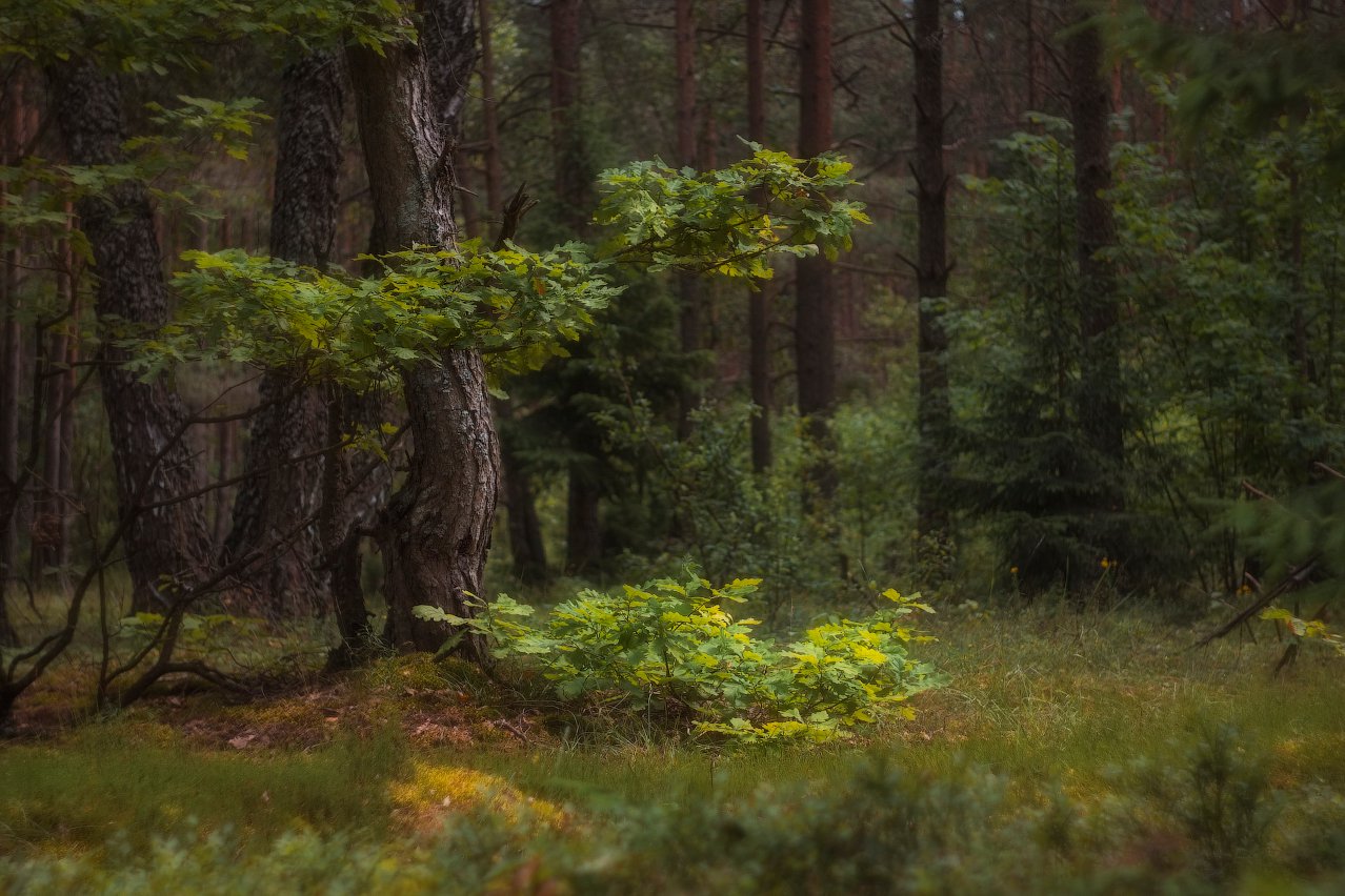 Дремучий лес древних славян