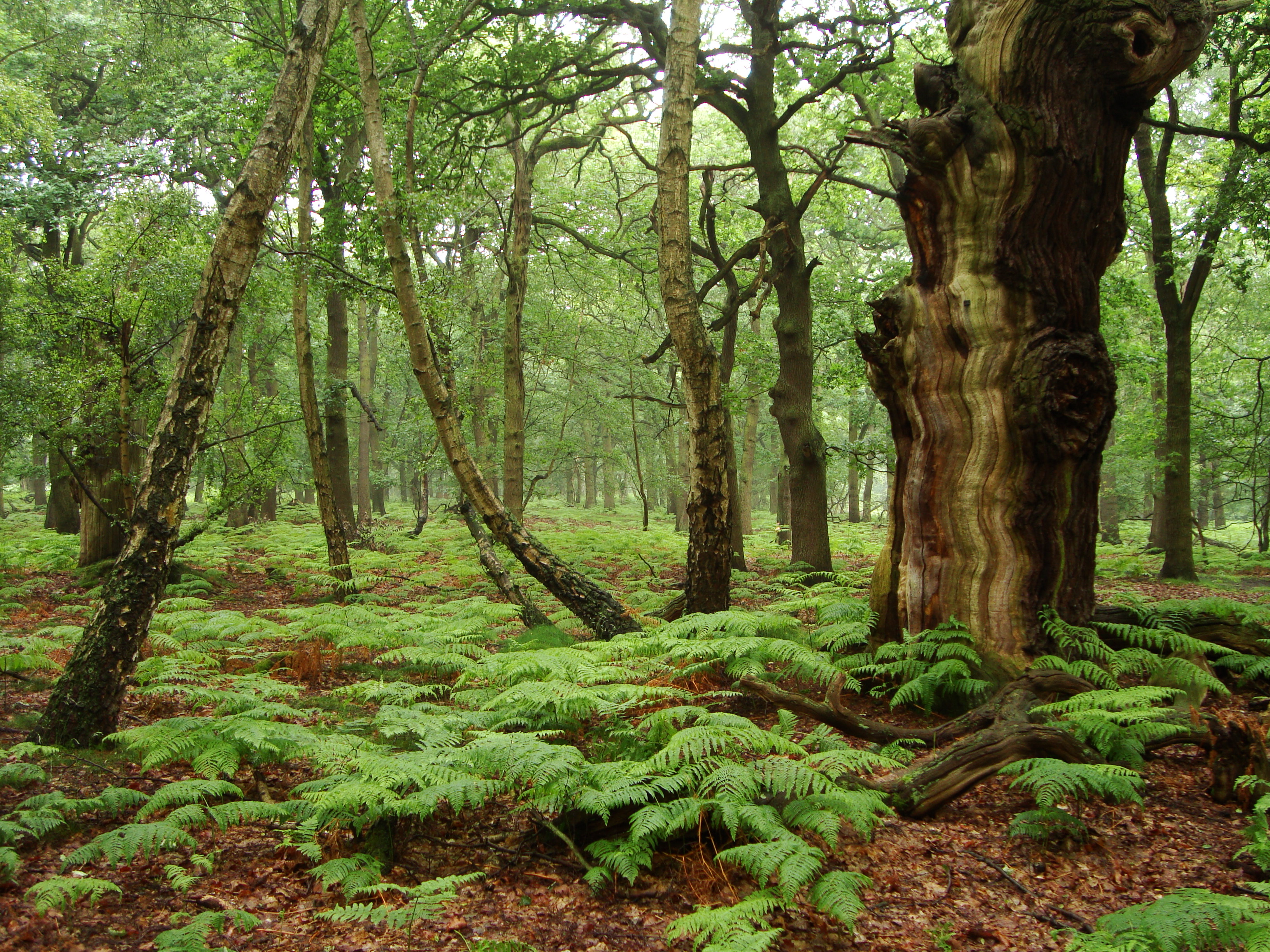 Шервудский лес в Англии дуб