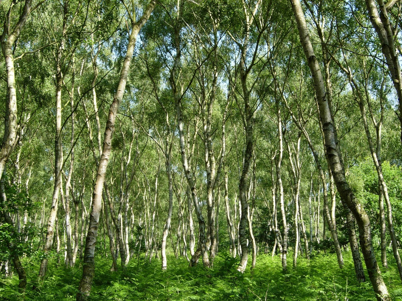 Ноттингемский лес