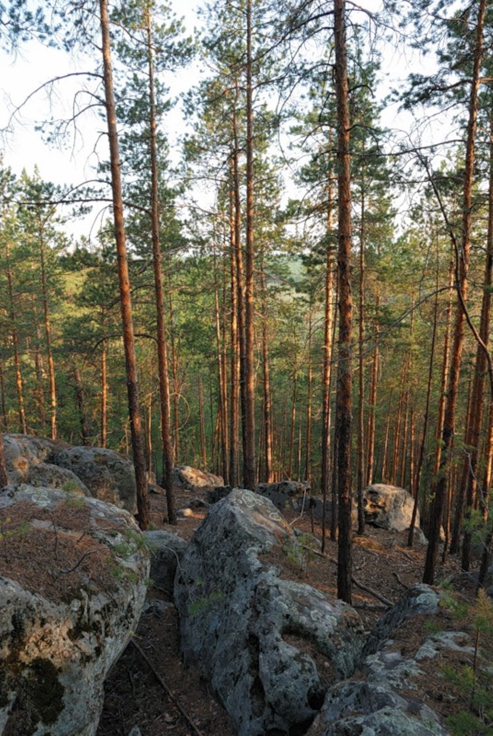 Каменный лес в Самарской области Сызранский район