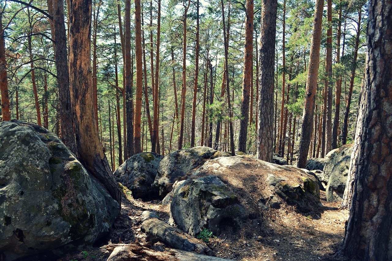 Каменный лес Рачейский Бор Сызранский район Самарская область
