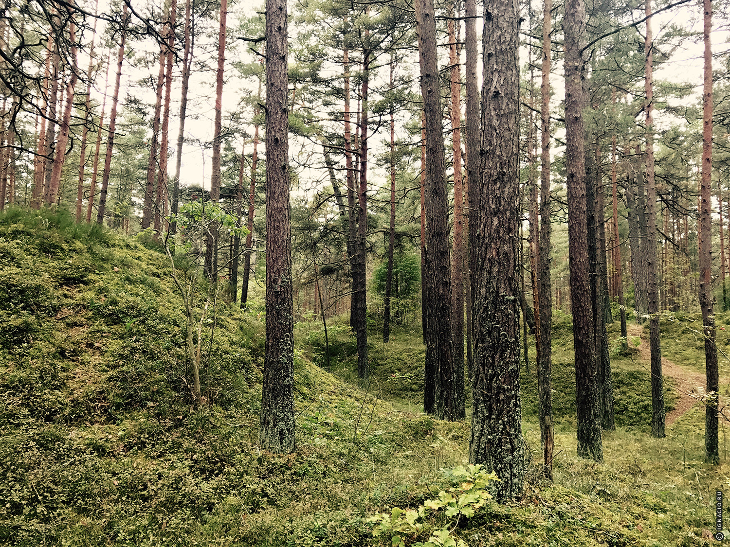 Имантский лес Латвия