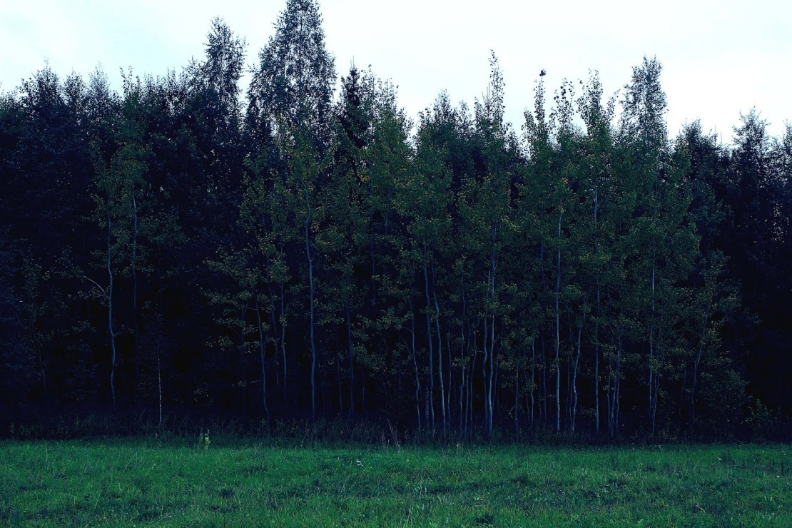 Forest Latvia