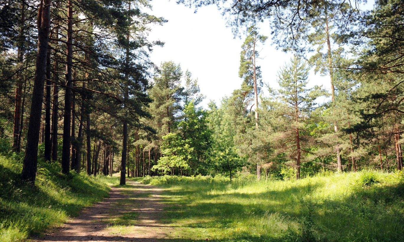 Бикирнеский лес Латвия
