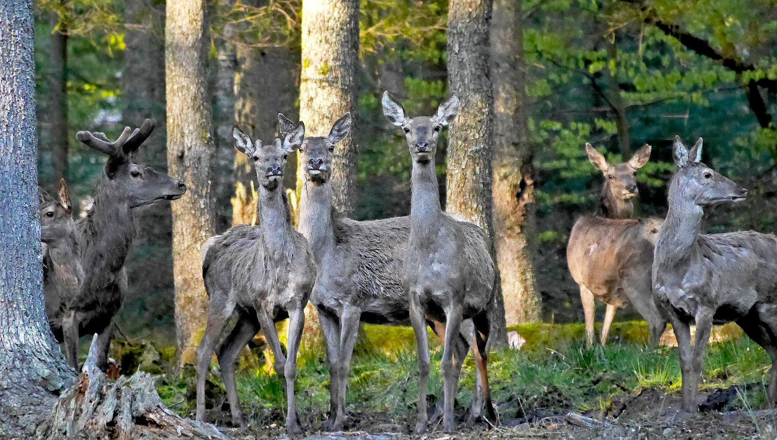 Национальный парк Германии баварский лес животные