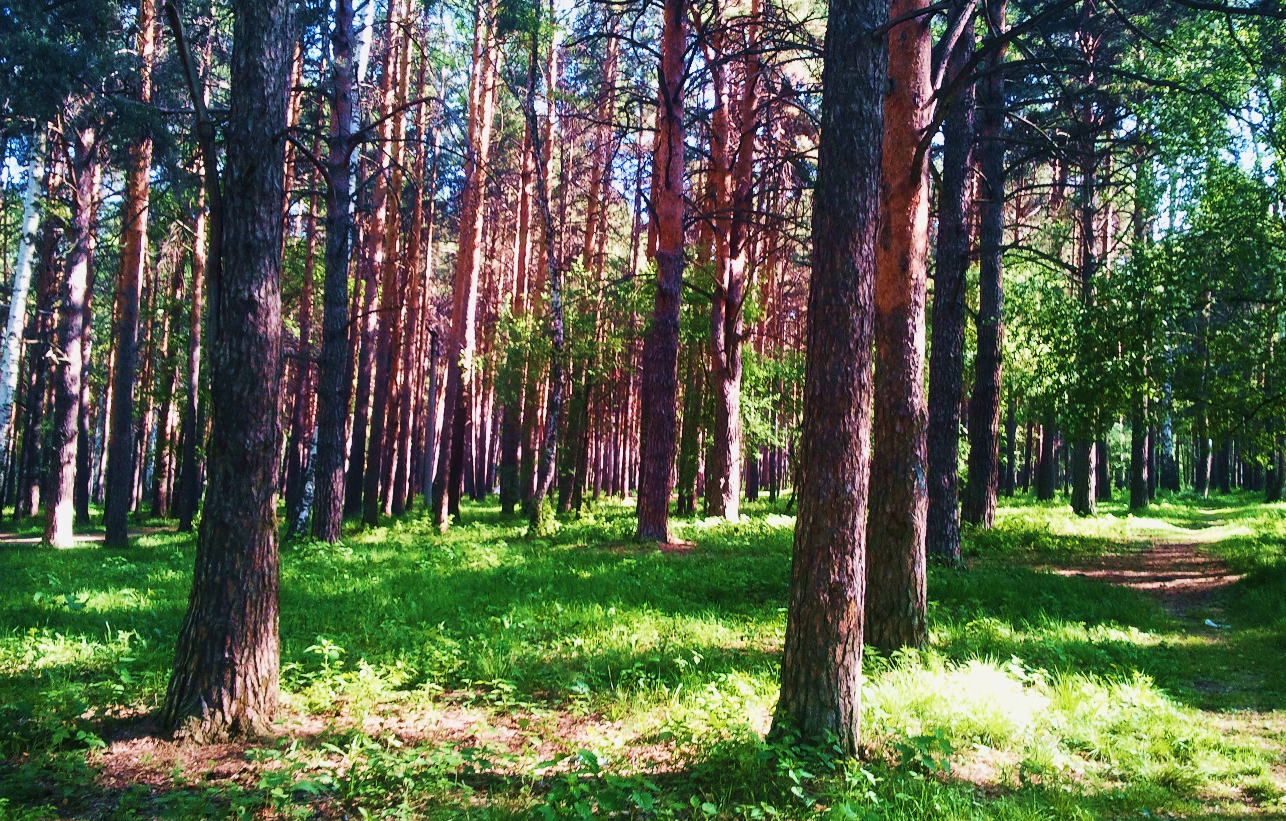 Лес Сосновый Бор Канск