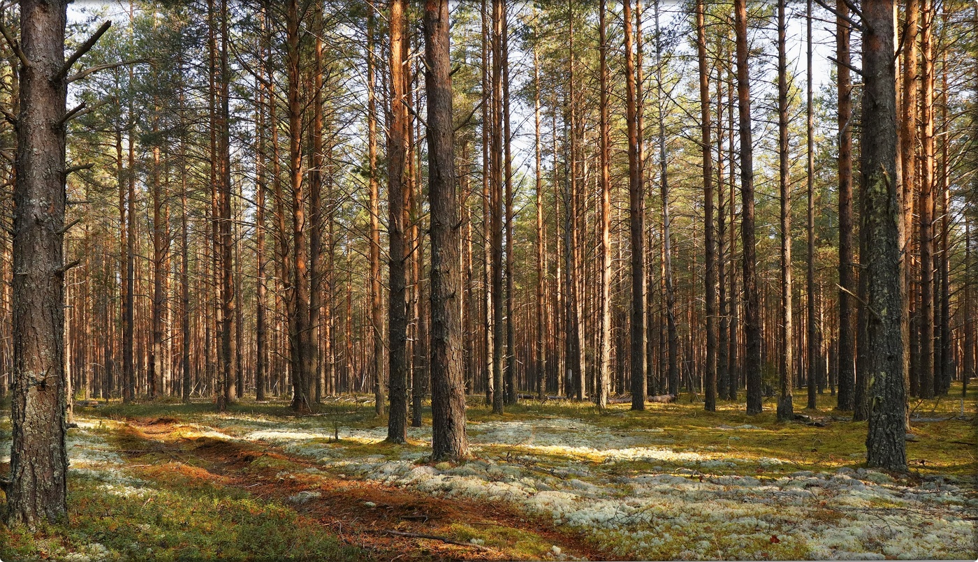 Сосновый Бор во Владимирской области лес