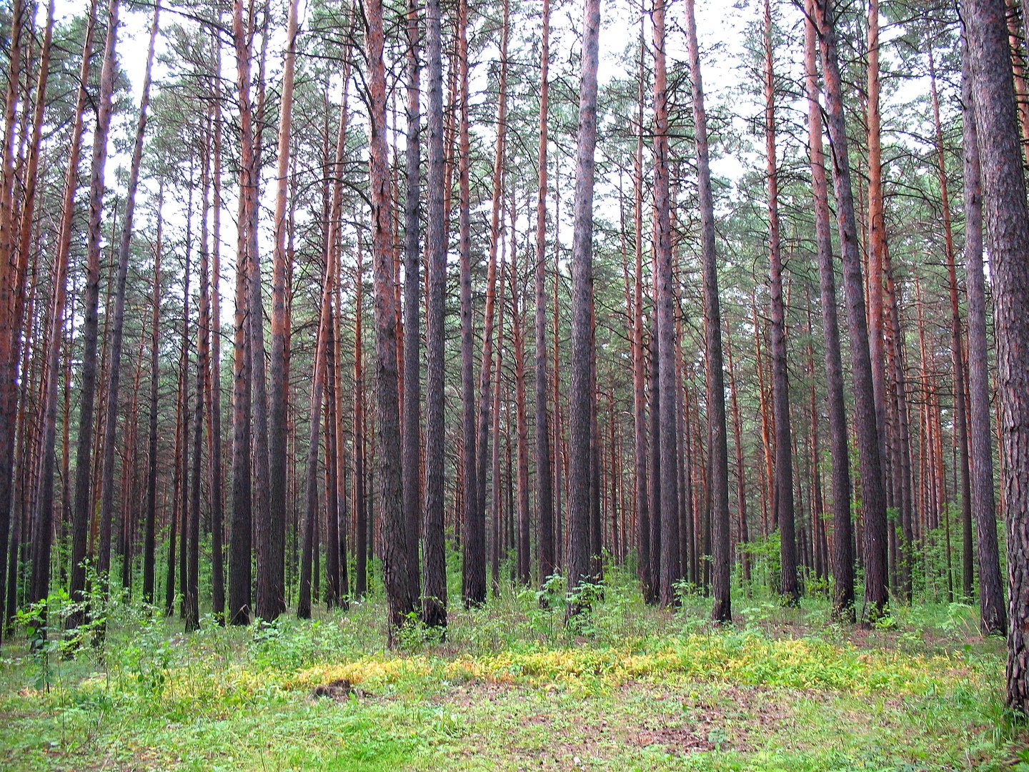 Сосновый Бор Вологодская область лес