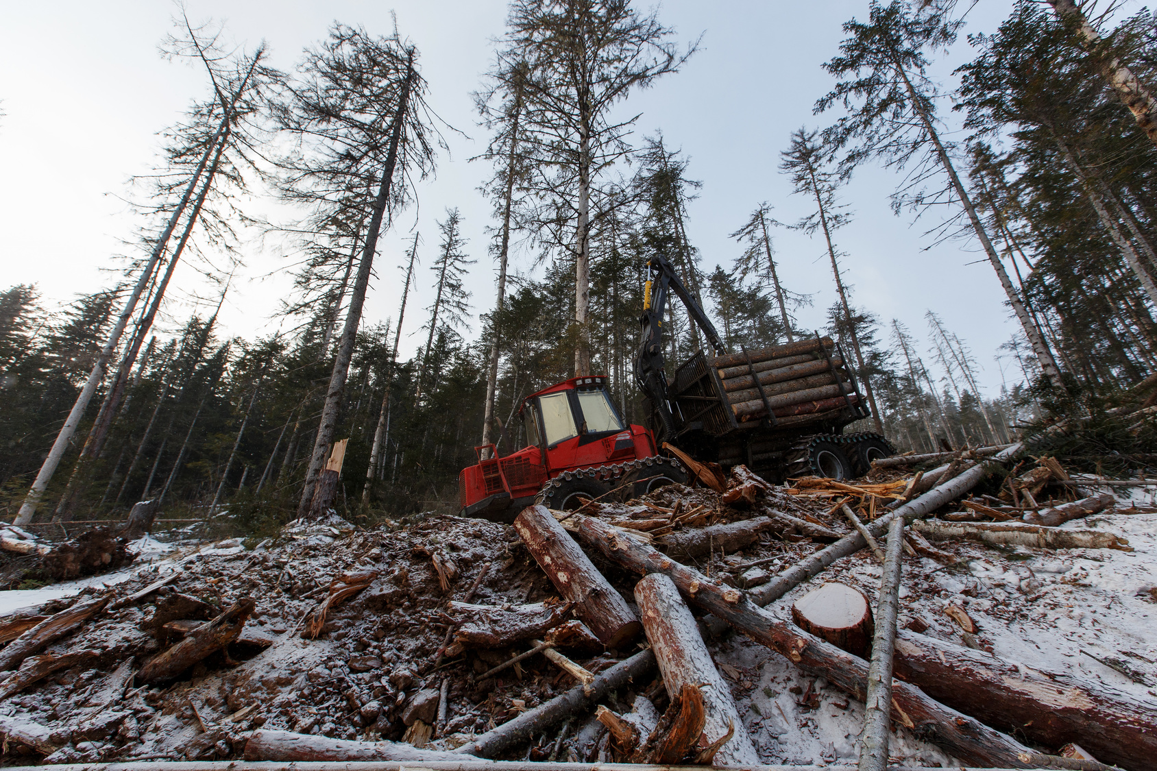 Экология тайги. Вырубка лесов. Истребление лесов. Уничтожение лесов. Вырубка лесов в России.