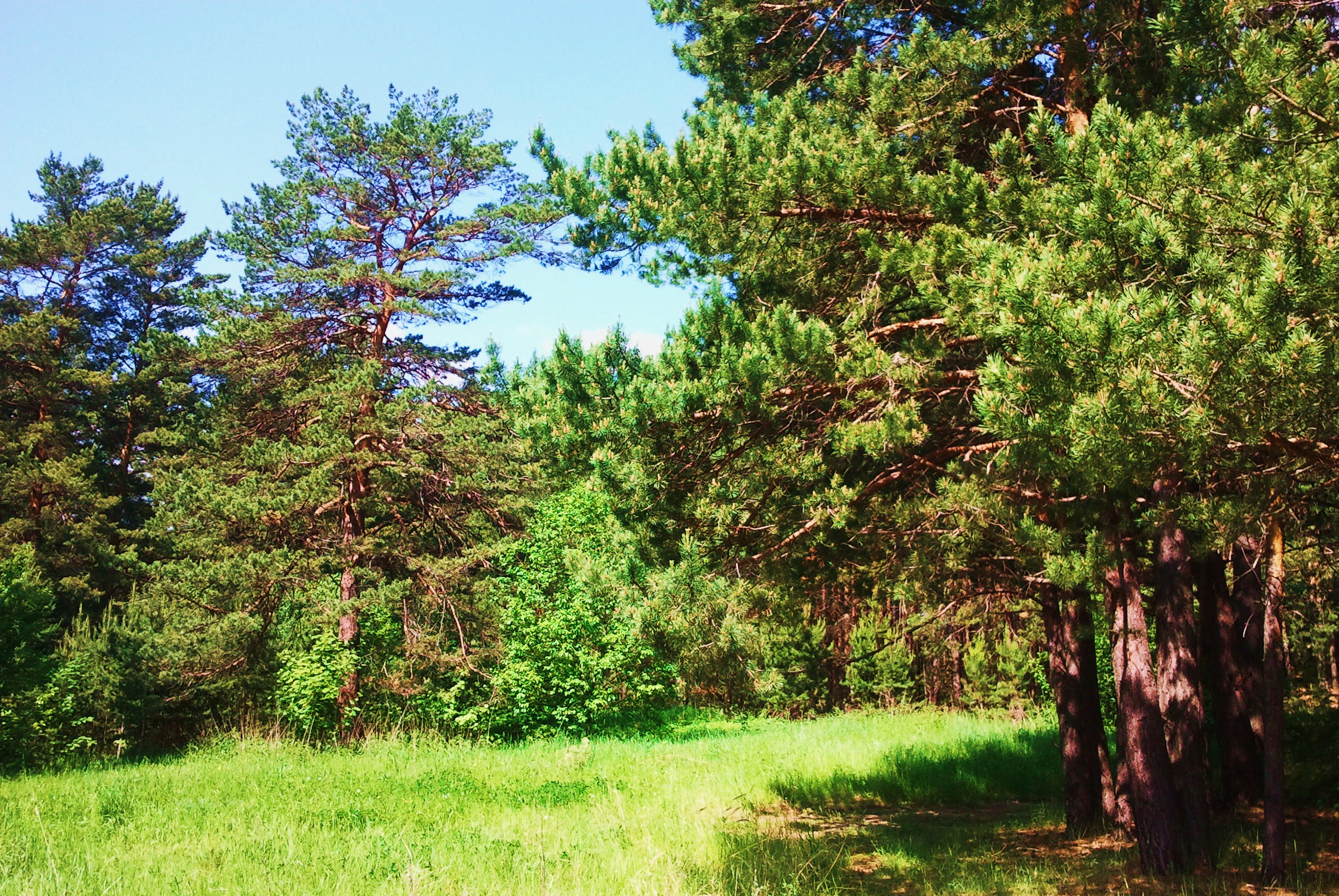 Сосновый Бор в Белгородской области