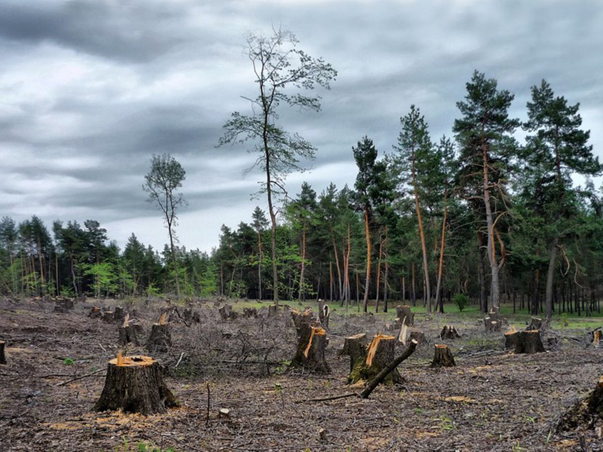 Вырубание лесов в Удмуртии