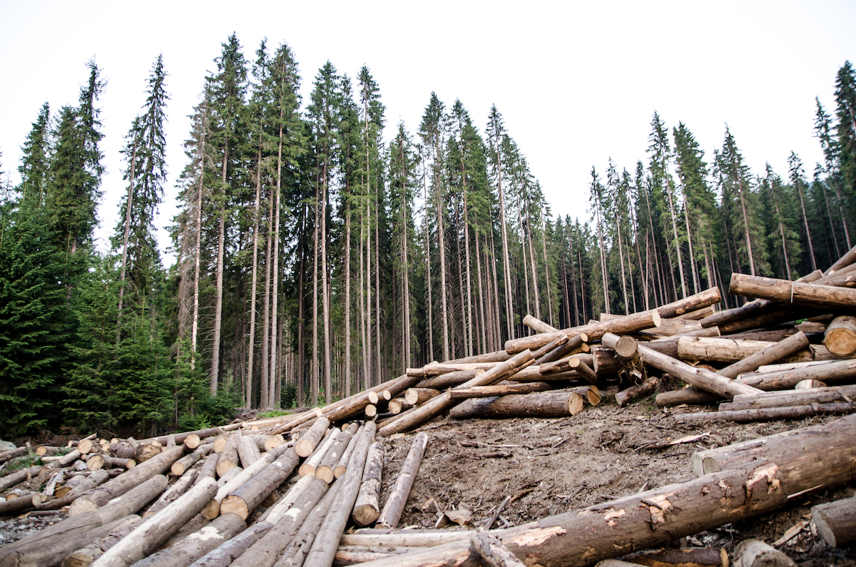 Незаконная вырубка лесов Якутии
