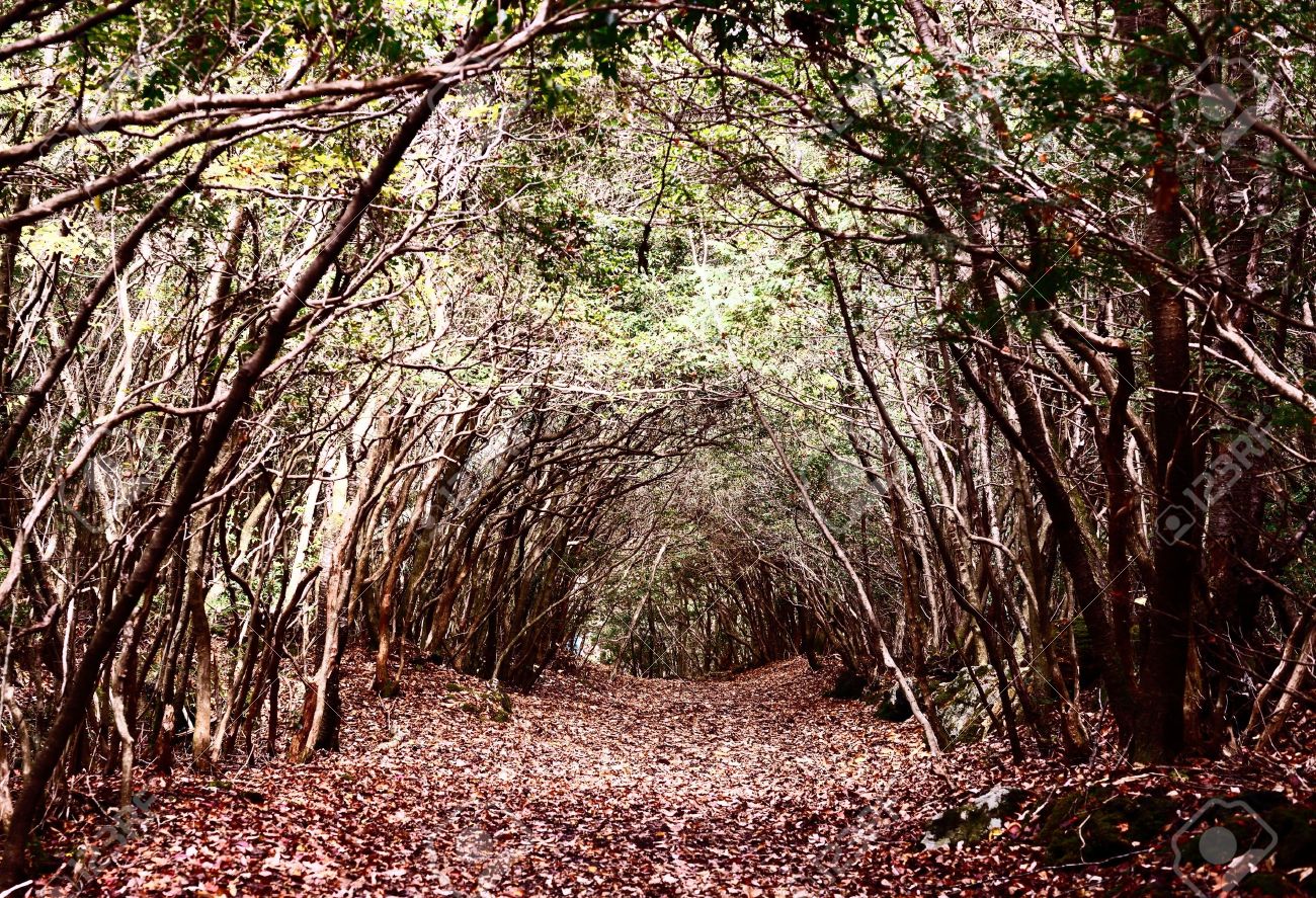 лес аокигахара в японии