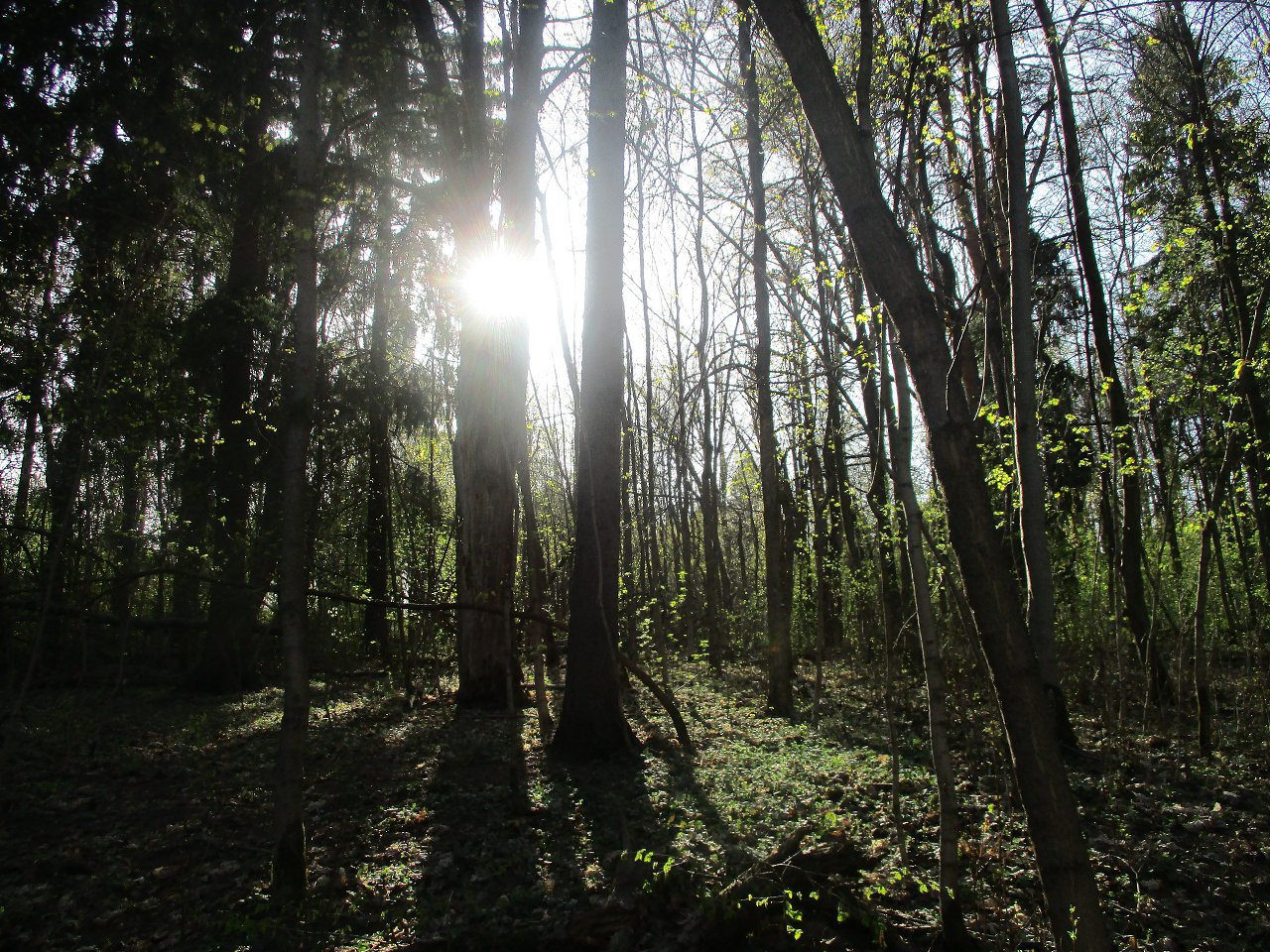 Митинский лес фото