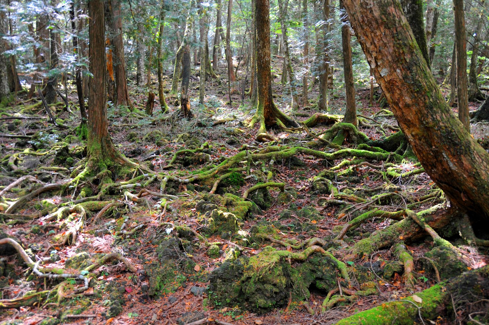 Лес в японии убийц