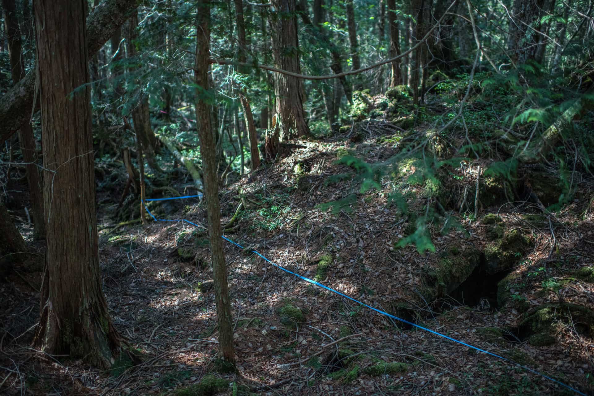 лес аокигахара в японии