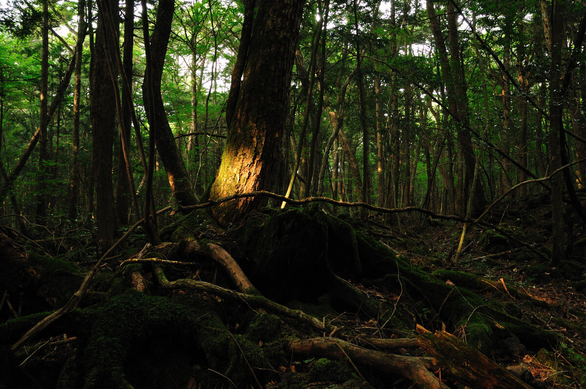 Леса Японии Аокигахара