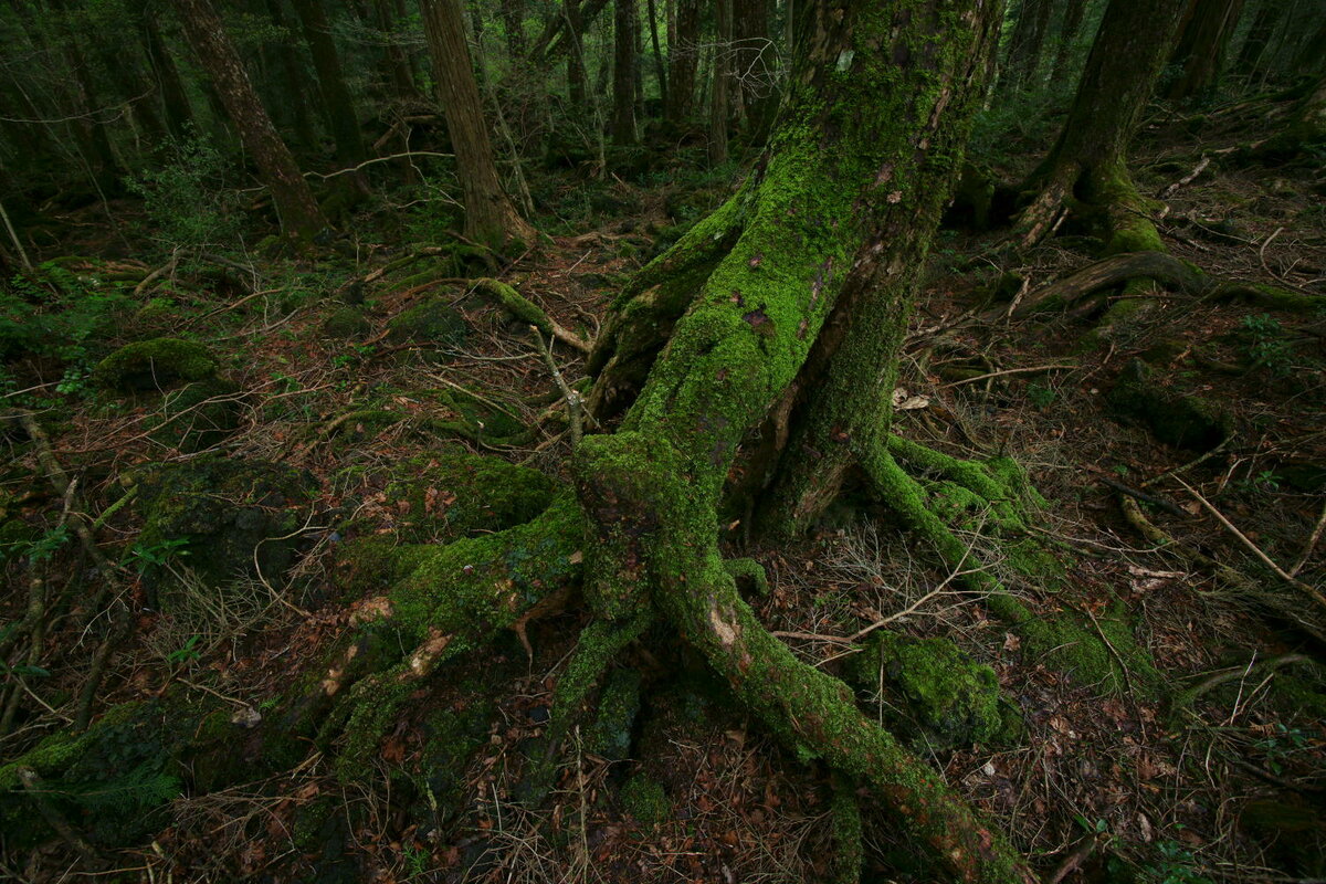 Лес аокигахара в японии
