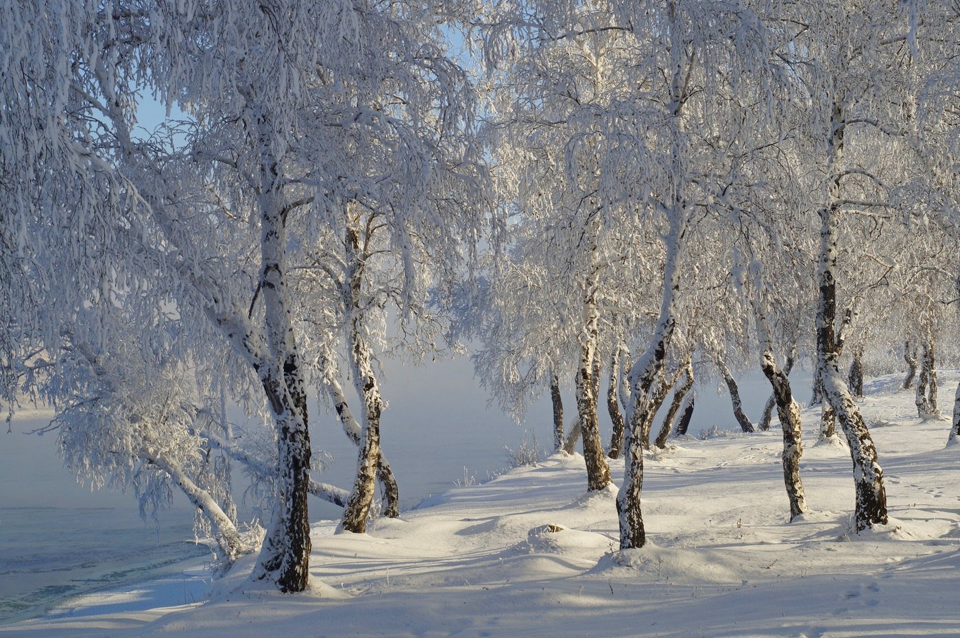 Зимняя березка. Береза зимой. Береза зима. Береза в снегу. Русская природа зимой.