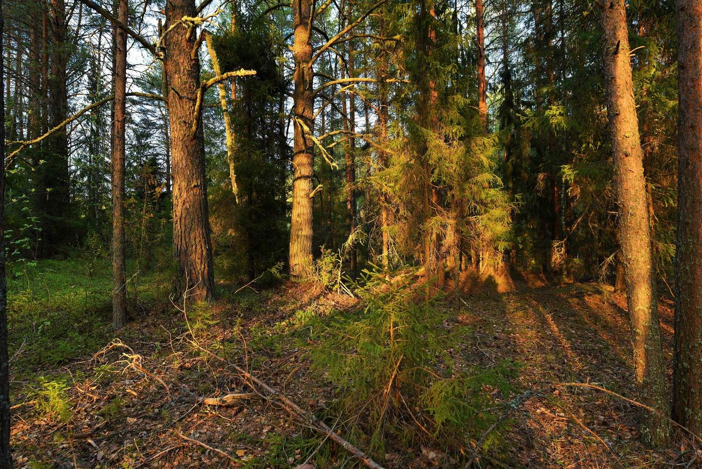 Сосновый молодой лес Подольск