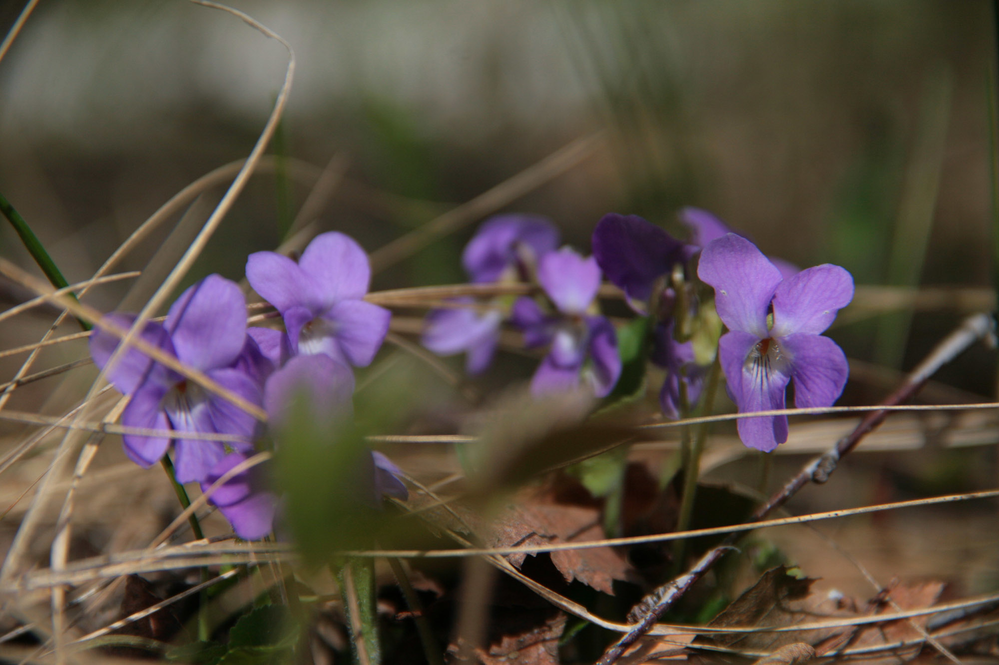 23. Фиалка Лесная Viola reichenbachiana