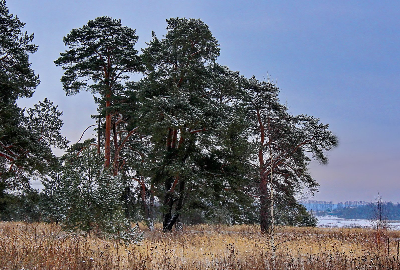 Хвойный лес Сестрорецк