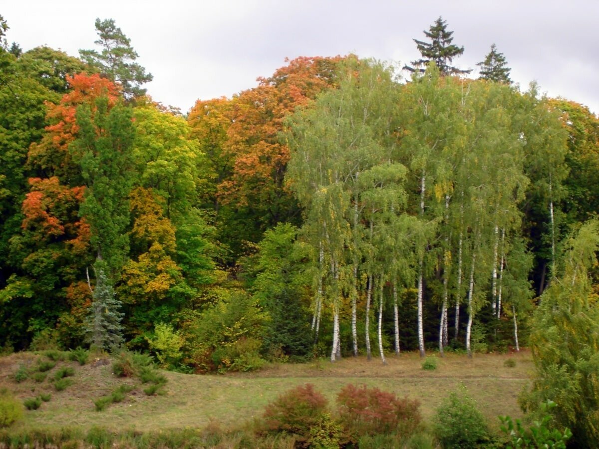 Фото широколиственные леса россии