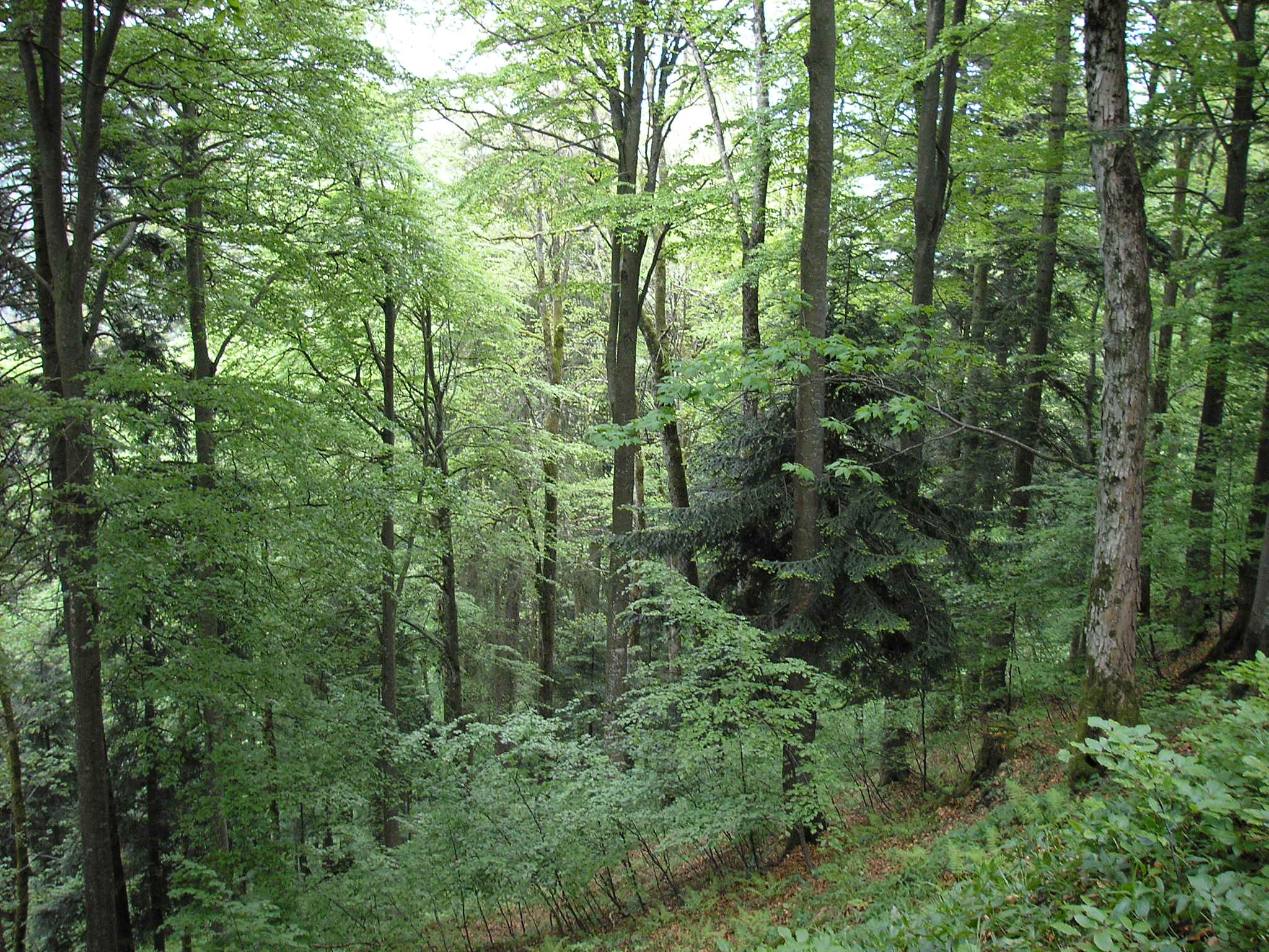 Лесная зона :смешанные леса,широколиственные
