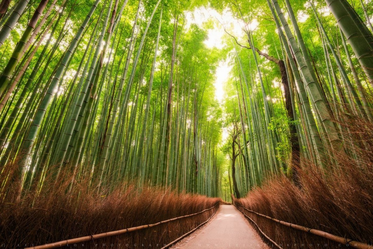 Фотообои лес Сагано Япония