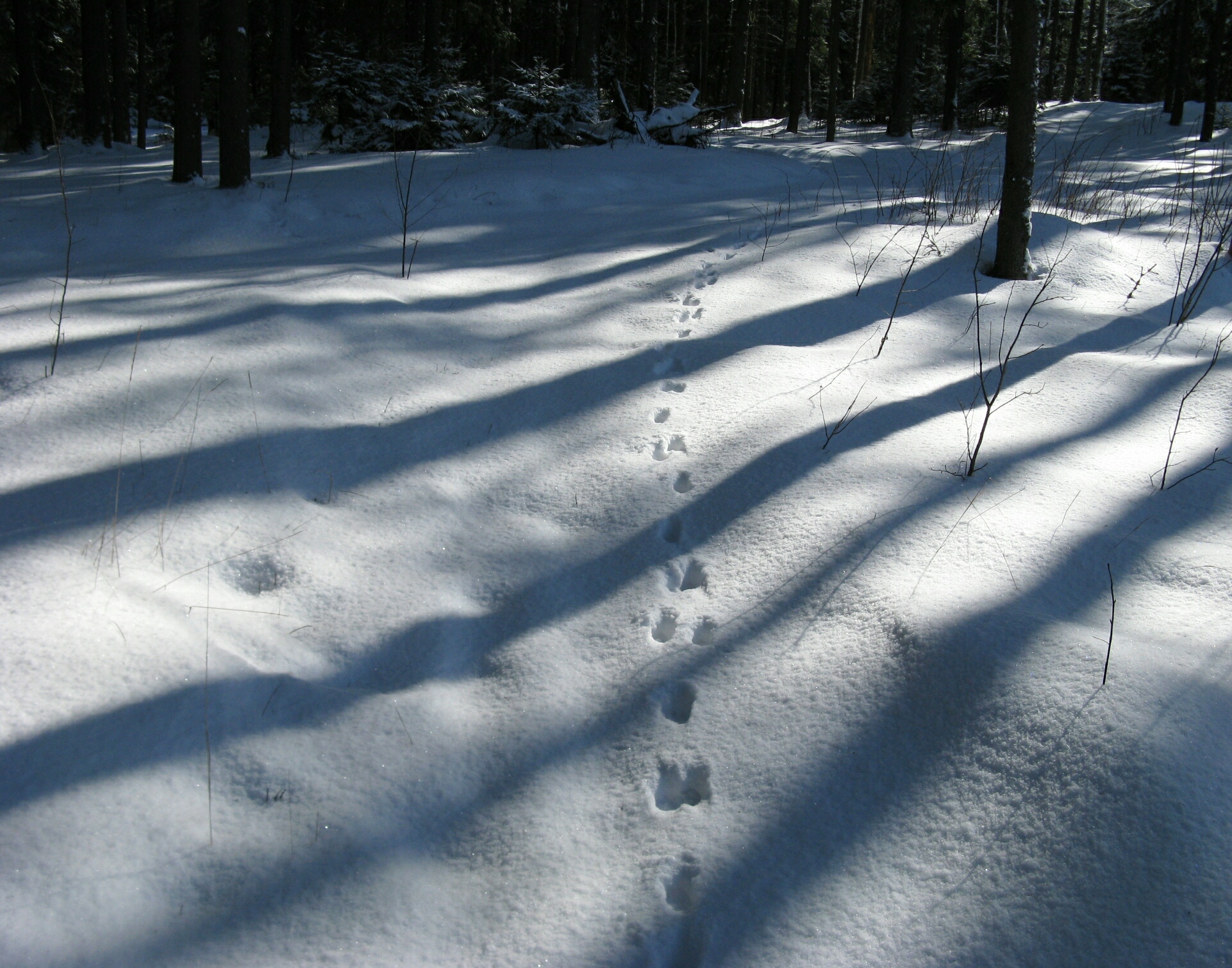 Следы в зимнем лесу