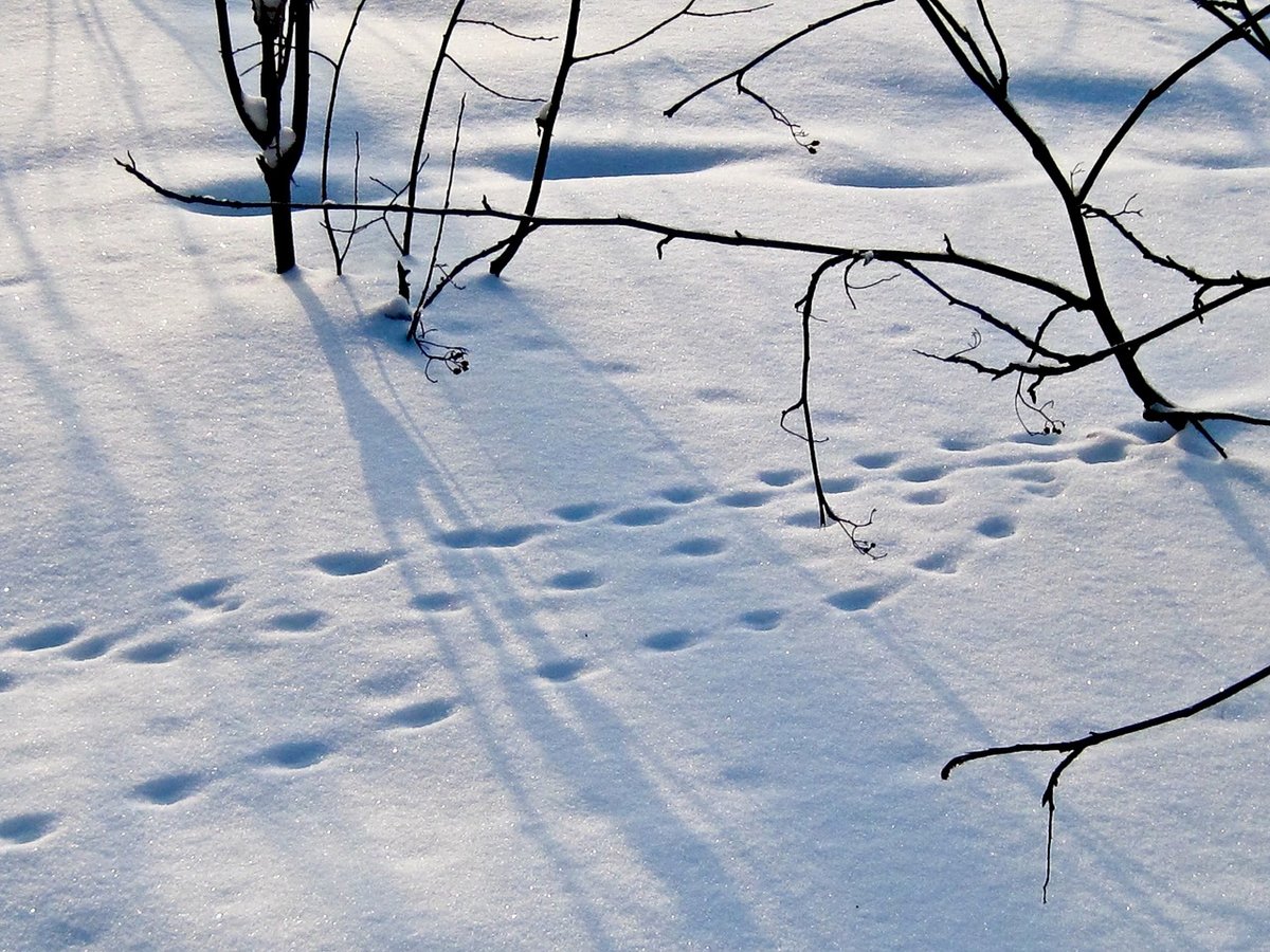 Заячьи и лисьи следы на снегу. Следы на снегу. Следы на снегу в лесу. Зима следы. Следы в зимнем лесу.
