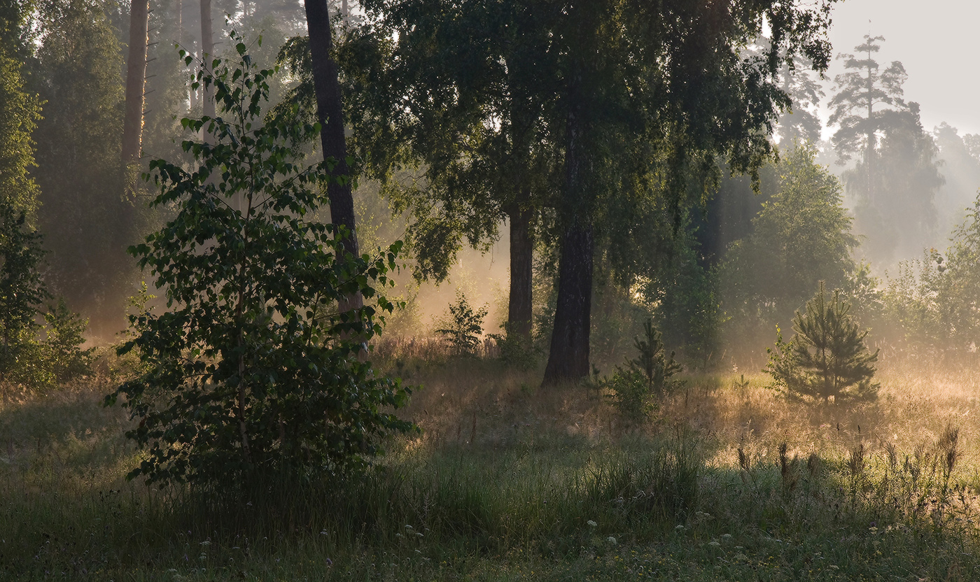 Фото утро в лесу летом