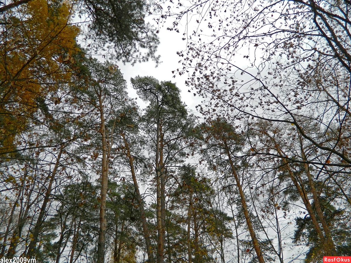 Ромашковский лес