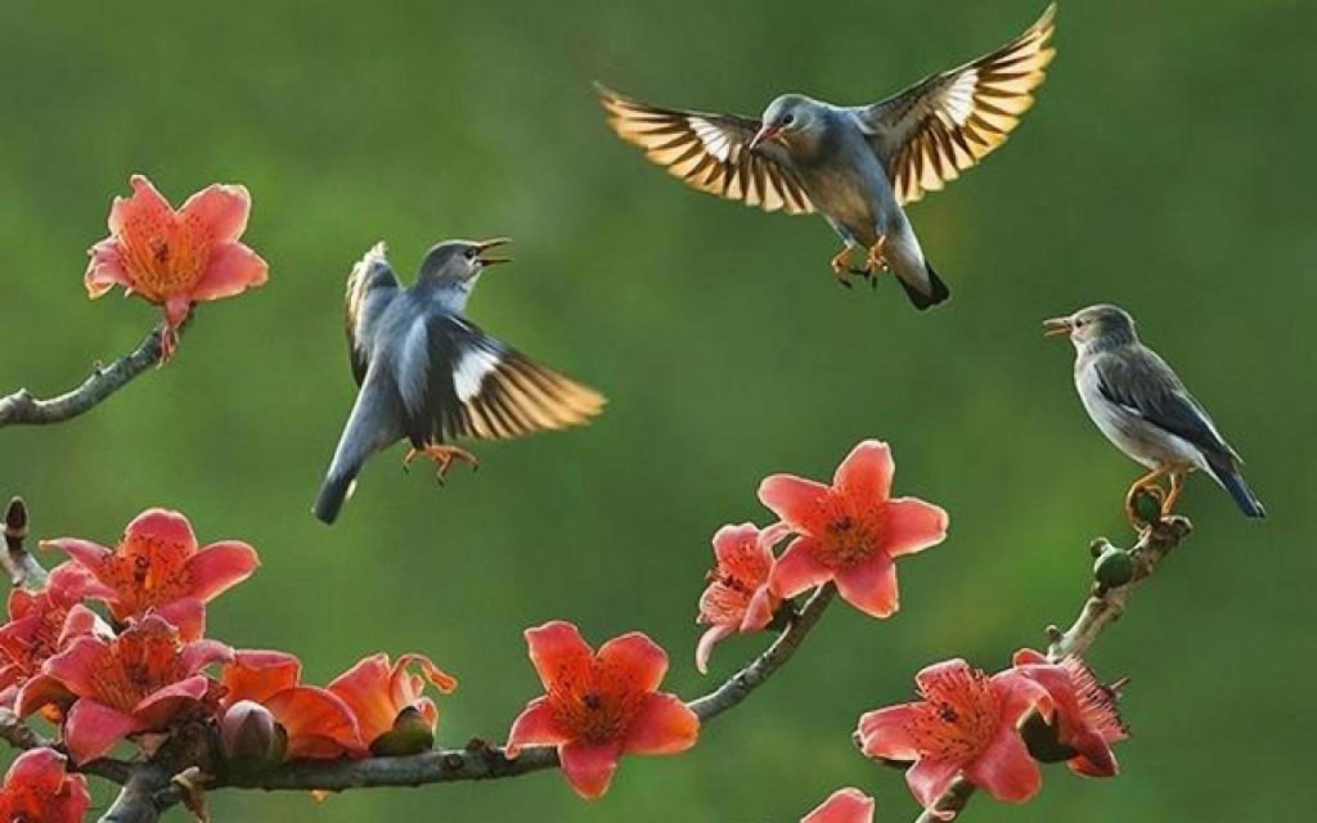 Птицы живущие в цветах. Природа птицы. Весенние птички. Красивые птицы.