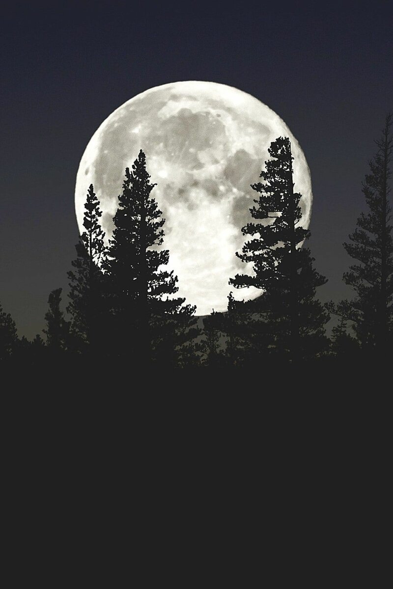 Луна в лесу