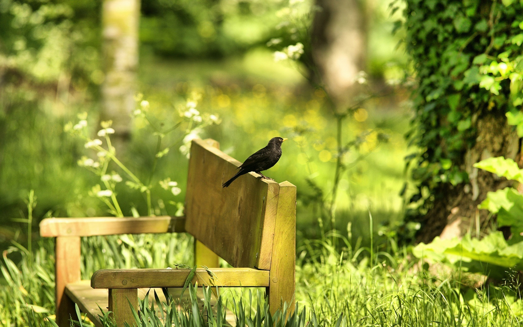 Природа пение птиц для сна. Природа птицы. Птицы в лесу. Птицы в саду. Птицы в весеннем саду.