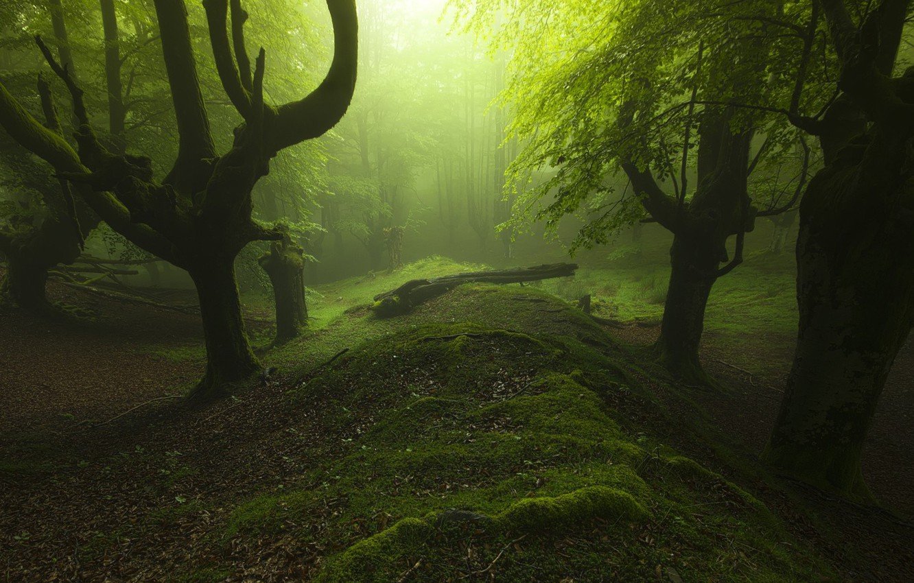 Фон тёмно зелёный лес