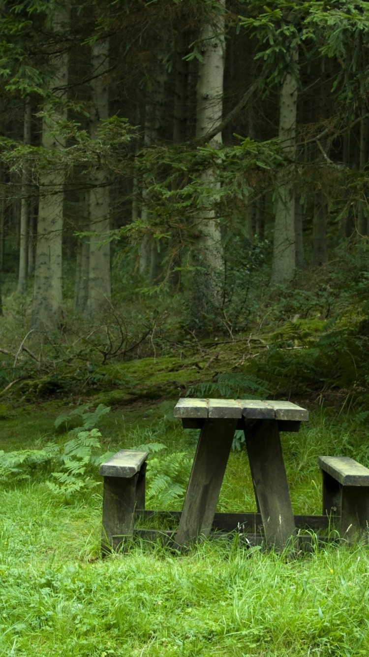 Скамейка в лесу
