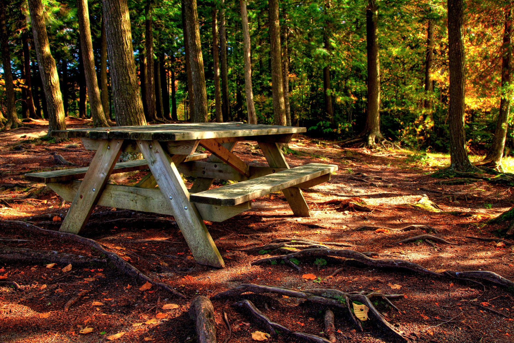 Деревянный стол в лесу