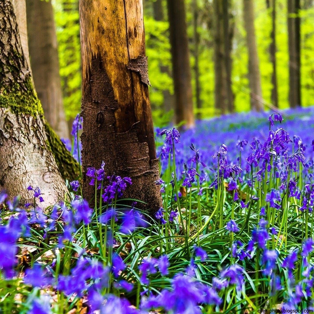 Халлербос синий лес в Бельгии