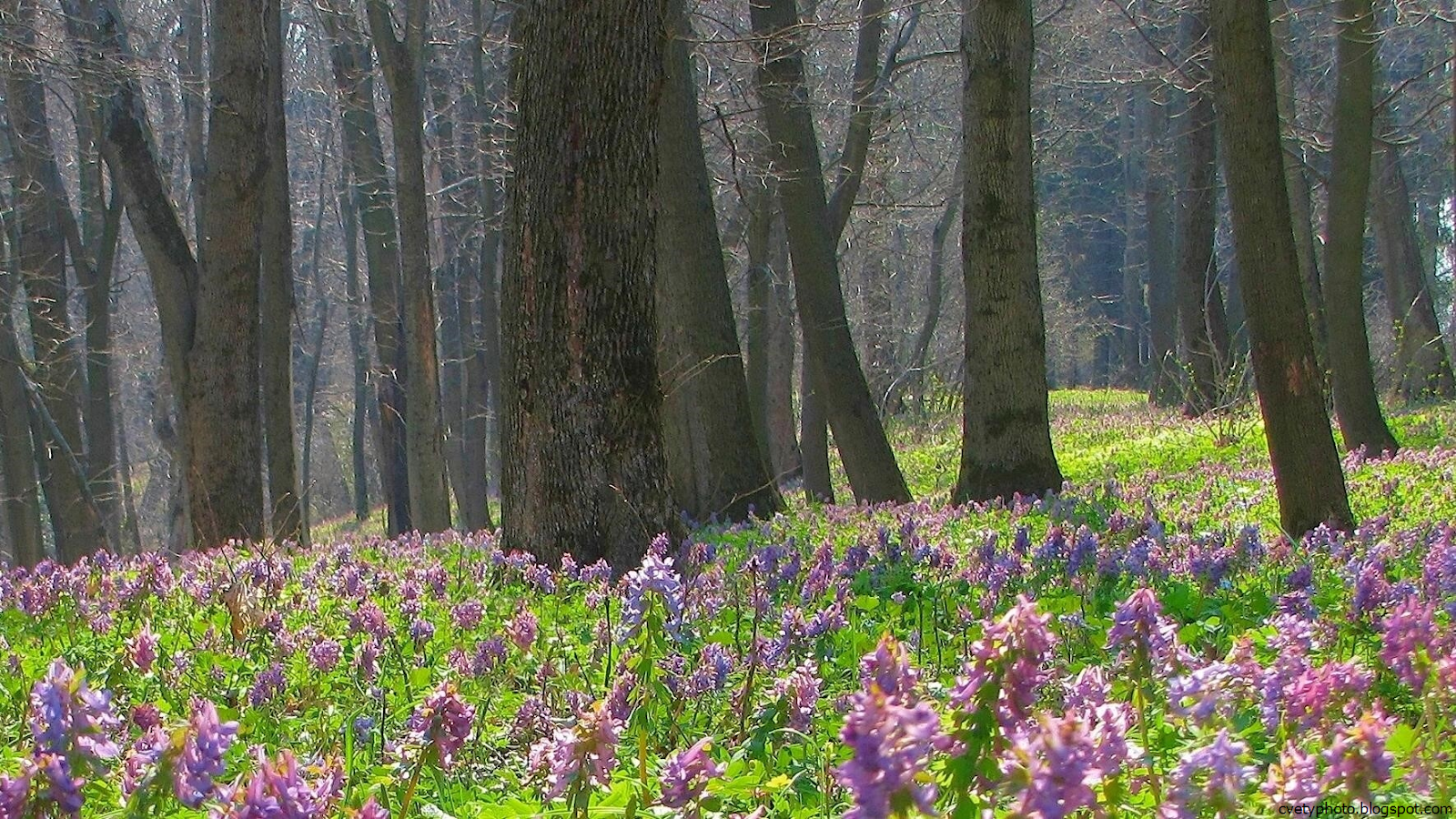 Цветы лесов подмосковья с названиями и фото
