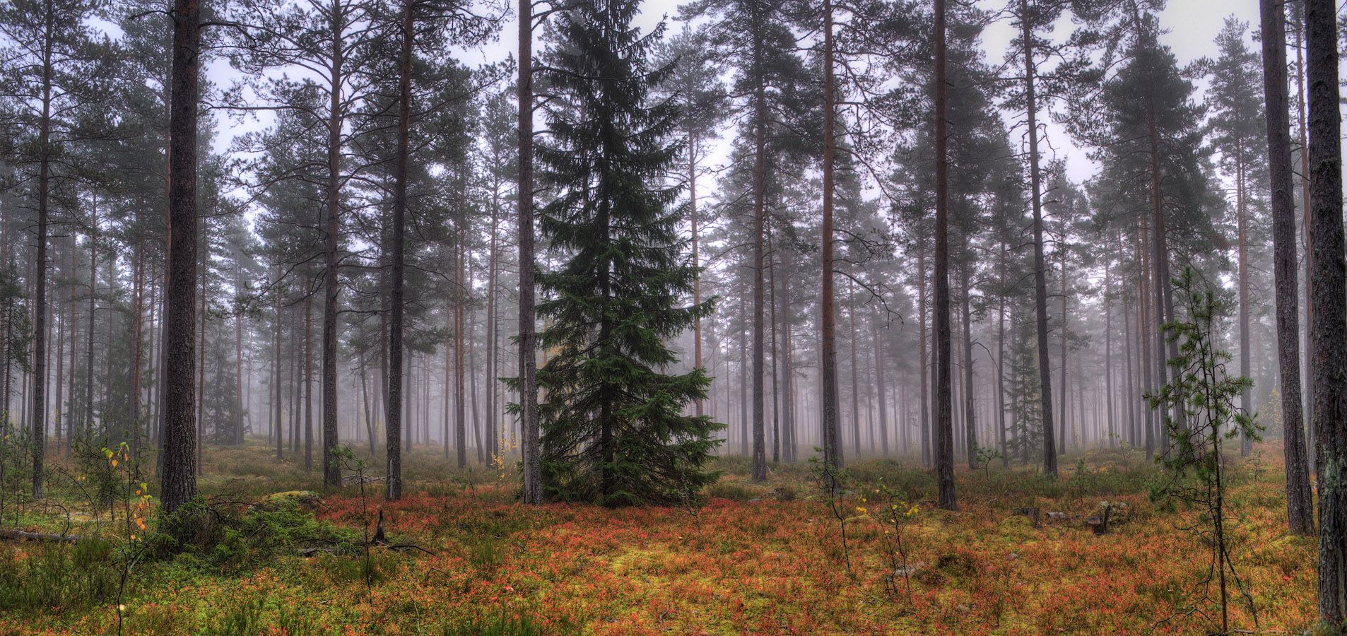 Сосновый лес панорама